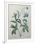 Gramercy White