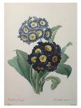 Pancratium Speciosum - Noir-Pierre Joseph Redoute-Giclee Print