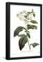Essential Black