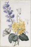 Snapdragon-Pierre-Joseph Redoute-Art Print