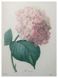 York and Lancaster Rose, Rosa Damascena Variegata-Pierre Joseph Redoute-Giclee Print
