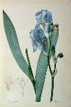 Coreopsis or Tickseed-Pierre-Joseph Redoute-Art Print