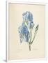 Gramercy White