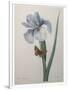 Gramercy White