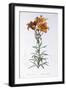 Black Frame