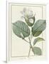 Gramercy White