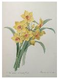 Hyacinth, Cyclamen and Narcissi-Pierre-Joseph Redouté-Giclee Print