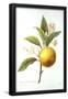 Essential Black