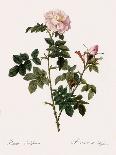 Carnation Rose, Rosa Centrifolia Caryophyllea-Pierre Joseph Redoute-Giclee Print
