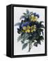 Canvas Black