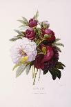 Orbessan Rose, Rosa Orbessanea-Pierre Joseph Redoute-Framed Giclee Print