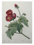 Rosa Bifera Officinalis, from "Les Roses" by Claude Antoine Thory-Pierre-Joseph Redouté-Giclee Print