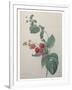 Gramercy White