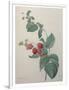 Gramercy White