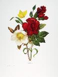 Centifolia Rose with Peacock Butterfly-Pierre Joseph Redoute-Giclee Print