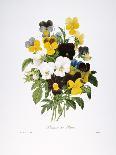 Orbessan Rose, Rosa Orbessanea-Pierre Joseph Redoute-Giclee Print