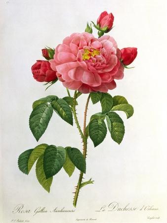 Rosa Gallica Aurelianensis