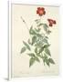Gramercy White