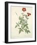 Chelsea Black