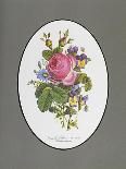 Rose Cumberland, Pansies and Cineraria-Pierre Joseph Redouté-Framed Stretched Canvas