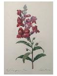 Study of Lilac, Capucine and Fuchsia-Pierre-Joseph Redouté-Framed Giclee Print