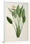 Gramercy White