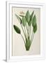 Gramercy White