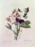 Rosa Bifera Officinalis, from "Les Roses" by Claude Antoine Thory-Pierre-Joseph Redouté-Giclee Print