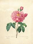 Centifolia Rose with Peacock Butterfly-Pierre Joseph Redoute-Giclee Print