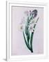 Gramercy White
