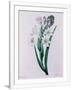 Gramercy White