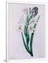Gramercy White