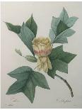Cabbage Rose-Pierre Joseph Redoute-Giclee Print