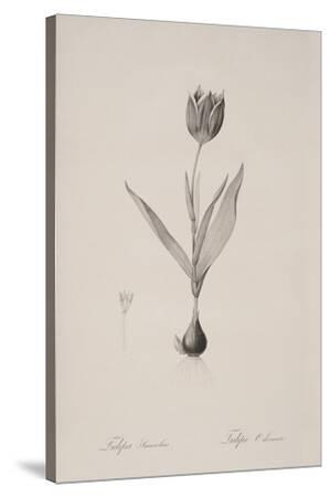 tulipa-suaveolens-stretched-canvas-print-pierre-joseph-redoute