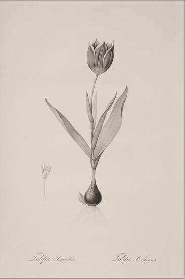 Tulipa Suaveolens Stretched Canvas Print Pierre Joseph Redoute tulipa-suaveolens-stretched-canvas-print-pierre-joseph-redoute
