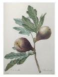 Celery-Leaved Rose-Pierre Joseph Redoute-Giclee Print