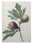 Just the Print