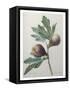Canvas Black