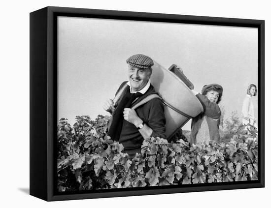 Pierre Tchernia During Grape-Harvest in Libourne, France, September 1986-null-Framed Stretched Canvas