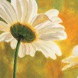 Marguerites dans le soleil I-Pierre Viollet-Art Print