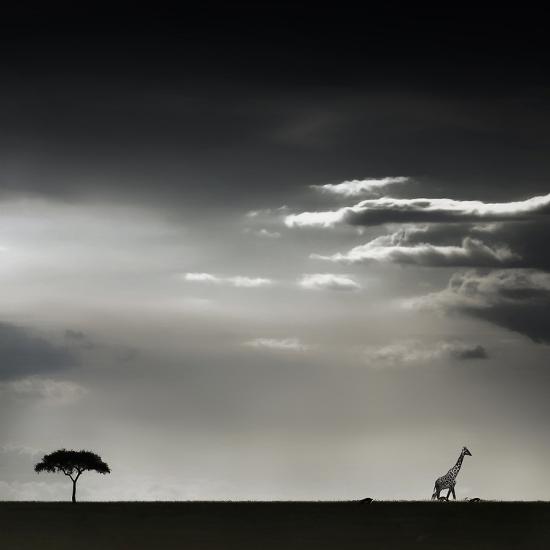 Photographic Print, , large