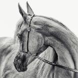 The Arabian Horse-Piet Flour-Photographic Print