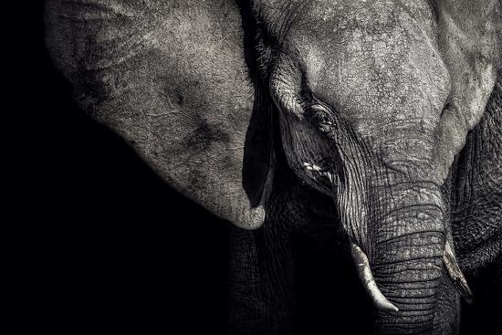 Photographic Print, , large