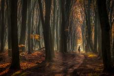 foggy forest ....-Piet Haaksma-Photographic Print