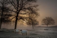 Foggy Morning-Piet Haaksma-Mounted Photographic Print