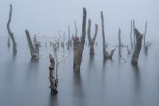 Frozen and foggy world ........-Piet Haaksma-Photographic Print