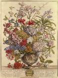 April, from 'Twelve Months of Flowers', by Robert Furber (C.1674-1756), Engraved by Henry Fletcher-Pieter (after) Casteels-Giclee Print