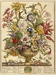 April, from 'Twelve Months of Flowers', by Robert Furber (C.1674-1756), Engraved by Henry Fletcher-Pieter (after) Casteels-Giclee Print