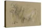 Stretched Canvas