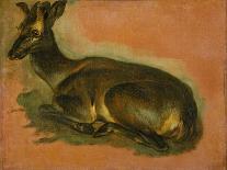 Many of Boels sketches were used in the tapestries woven in Les Gobelins. Stag, lying down.-Pieter Boel-Giclee Print